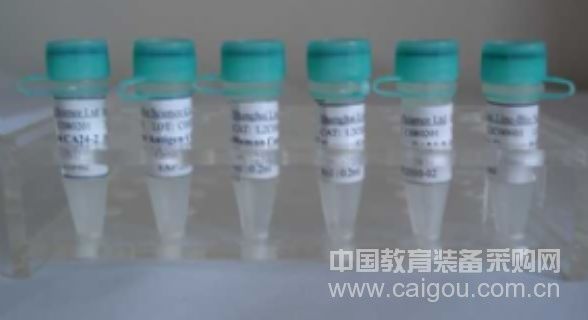 HRP标记兔抗小鼠IgG(H+L)/Rabbit Anti-Mouse IgG*HRP