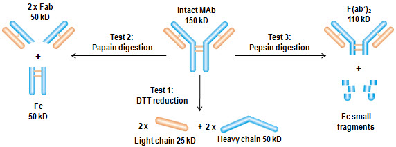 一,结构研究   离子交换色谱法(antibodix™ wcx)   反相色谱