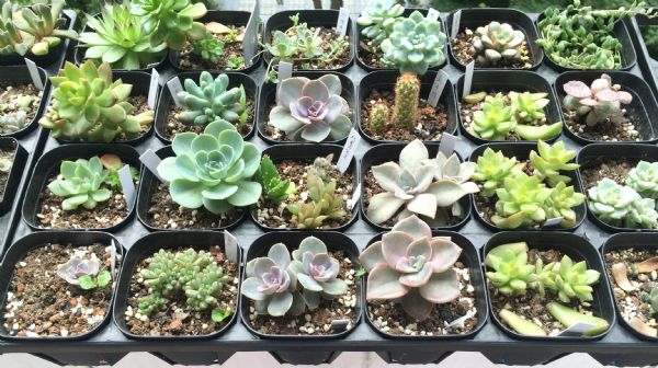 植物组织培养的创新天地 江苏省天一中学 植物组织培养的创新天地 江苏省天一中学