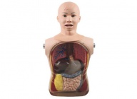 臀部肌内注射模型