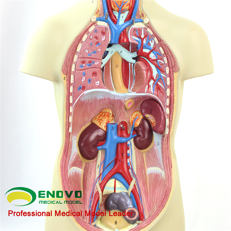 临床医学技能训练设备 本模型显示了人体内的器官和构造,造型精美