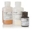 eBioscience? Foxp3/轉錄因子染色緩沖液套件 00-5523-00
