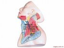 颈部浅层解剖模型
