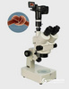 三目体视显微镜/三目体视显微镜（电脑型）/体视显微镜/显微镜
