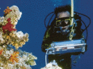 水下调制荧光仪Diving-PAM （调制叶绿素荧光仪）