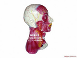 头颈部中层解剖模型