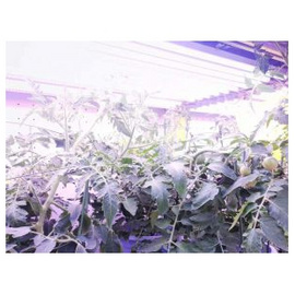 杭州利全+培養架型人工氣候室