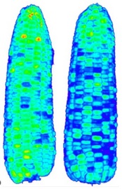 FluorTron UV-MCF生物荧光高光谱成像