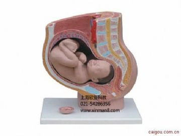 骨盆含妊娠九个月胎儿模型