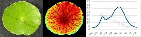 新一代农业传感器技术——易科泰FluorTron®叶绿素荧光成像技术