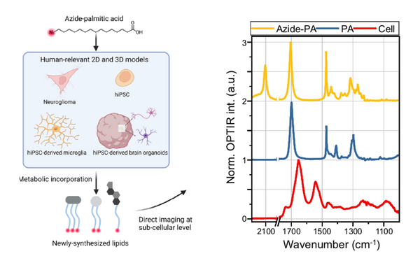 又发Nature 子刊！O-PTIR光热红外显微成像技术绘制单细胞脂代谢图谱