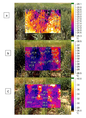 Field-based Phenotyping 大田高通量作物表型成像分析技術方案（二）