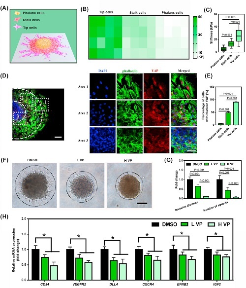 Bioactive Materials：血管生成的重大突破——基质硬度通过 p-PXN-Rac1-YAP 信号轴调节细胞形成