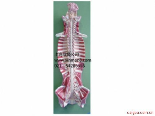 椎管内部脊髓神经模型、脑脊髓与周围神经解剖模型
