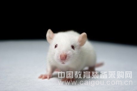 快速2周免疫佐剂QuickAntibody-Mouse2W
