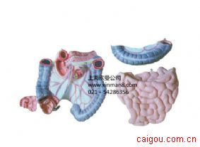 结肠空回肠解剖模型，结肠模型