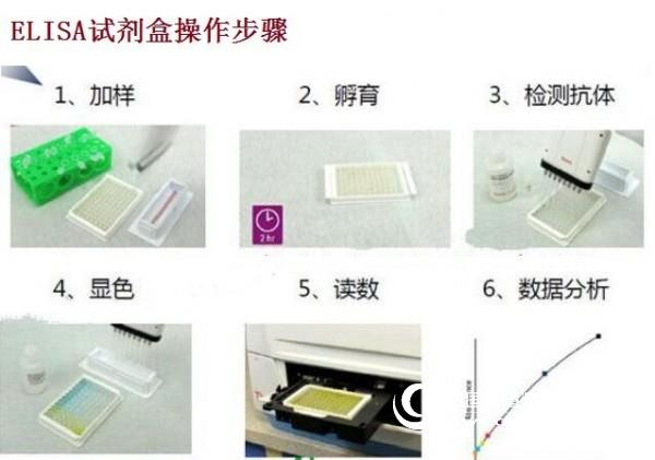 人5核苷酸酶(5-NT)ELISA试剂盒有效期